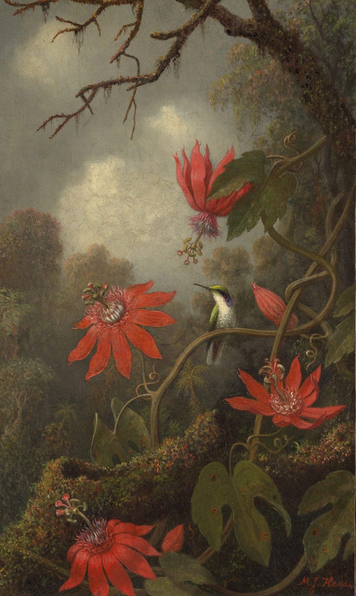Hummingbird And Passionflowers Martin Johnson Heade 1875
